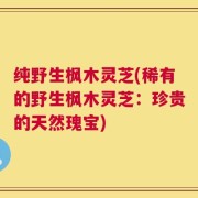 纯野生枫木灵芝(稀有的野生枫木灵芝：珍贵的天然瑰宝)