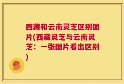 西藏和云南灵芝区别图片(西藏灵芝与云南灵芝：一张图片看出区别)