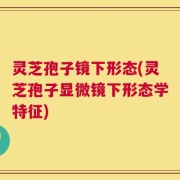 灵芝孢子镜下形态(灵芝孢子显微镜下形态学特征)