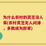 为什么农村的灵芝没人采(农村灵芝无人问津，多数成为野草)
