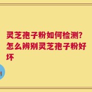 灵芝孢子粉如何检测？怎么辨别灵芝孢子粉好坏