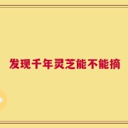 发现千年灵芝能不能摘