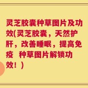 灵芝胶囊种草图片及功效(灵芝胶囊，天然护肝，改善睡眠，提高免疫  种草图片解锁功效！)