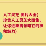 人工灵芝 图片大全(珍贵人工灵芝大图集，让你近距离领略它的神秘魅力)