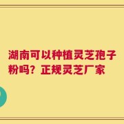 湖南可以种植灵芝孢子粉吗？正规灵芝厂家