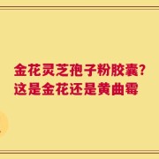 金花灵芝孢子粉胶囊？这是金花还是黄曲霉