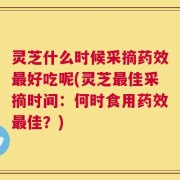 灵芝什么时候采摘药效最好吃呢(灵芝最佳采摘时间：何时食用药效最佳？)