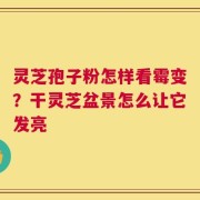 灵芝孢子粉怎样看霉变？干灵芝盆景怎么让它发亮