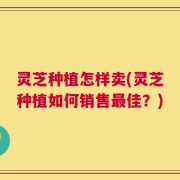 灵芝种植怎样卖(灵芝种植如何销售最佳？)