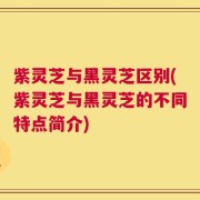 紫灵芝与黑灵芝区别(紫灵芝与黑灵芝的不同特点简介)