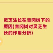 灵芝生长在青冈树下的原因(青冈树对灵芝生长的作用分析)
