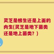 灵芝是根生还是上面的肉生(灵芝是地下菌类还是地上菌类？)