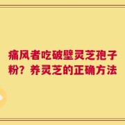 痛风者吃破壁灵芝孢子粉？养灵芝的正确方法