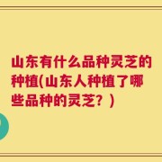 山东有什么品种灵芝的种植(山东人种植了哪些品种的灵芝？)
