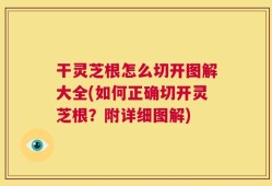 干灵芝根怎么切开图解大全(如何正确切开灵芝根？附详细图解)
