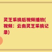 灵芝采摘后视频播放(视频：云南灵芝采摘记录)