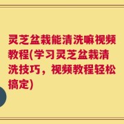 灵芝盆栽能清洗嘛视频教程(学习灵芝盆栽清洗技巧，视频教程轻松搞定)