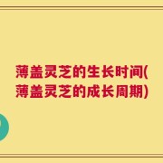 薄盖灵芝的生长时间(薄盖灵芝的成长周期)