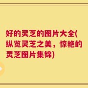 好的灵芝的图片大全(纵览灵芝之美，惊艳的灵芝图片集锦)