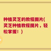 种植灵芝的教程图片(灵芝种植教程图片，轻松掌握！)
