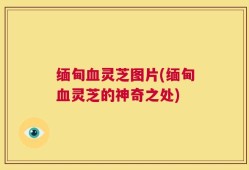 缅甸血灵芝图片(缅甸血灵芝的神奇之处)