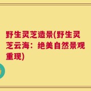 野生灵芝造景(野生灵芝云海：绝美自然景观重现)