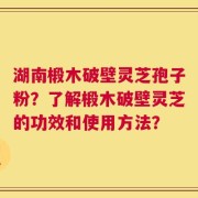 湖南椴木破壁灵芝孢子粉？了解椴木破壁灵芝的功效和使用方法？