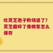 吃灵芝孢子粉烧退了？灵芝磨碎了像棉絮怎么保存