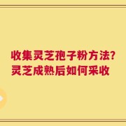 收集灵芝孢子粉方法？灵芝成熟后如何采收