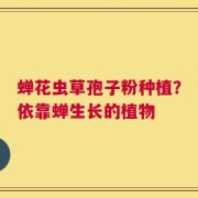 蝉花虫草孢子粉种植？依靠蝉生长的植物