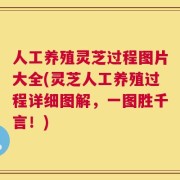 人工养殖灵芝过程图片大全(灵芝人工养殖过程详细图解，一图胜千言！)