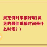 灵芝何时采摘好呢(灵芝的最佳采摘时间是什么时候？)