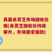 真菌赤灵芝市场回收价格(赤灵芝回收价持续攀升，市场需求强劲)