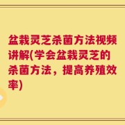 盆栽灵芝杀菌方法视频讲解(学会盆栽灵芝的杀菌方法，提高养殖效率)