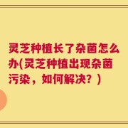 灵芝种植长了杂菌怎么办(灵芝种植出现杂菌污染，如何解决？)