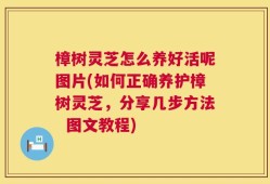 樟树灵芝怎么养好活呢图片(如何正确养护樟树灵芝，分享几步方法  图文教程)