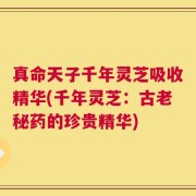真命天子千年灵芝吸收精华(千年灵芝：古老秘药的珍贵精华)