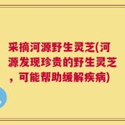 采摘河源野生灵芝(河源发现珍贵的野生灵芝，可能帮助缓解疾病)