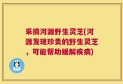 采摘河源野生灵芝(河源发现珍贵的野生灵芝，可能帮助缓解疾病)