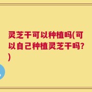 灵芝干可以种植吗(可以自己种植灵芝干吗？)