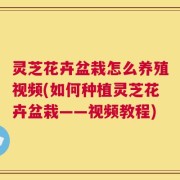 灵芝花卉盆栽怎么养殖视频(如何种植灵芝花卉盆栽——视频教程)