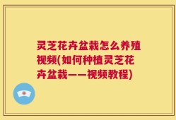 灵芝花卉盆栽怎么养殖视频(如何种植灵芝花卉盆栽——视频教程)