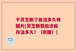 干灵芝断了能活多久呀图片(灵芝断裂后还能存活多久？（附图）)