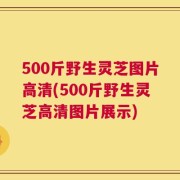 500斤野生灵芝图片高清(500斤野生灵芝高清图片展示)