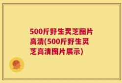 500斤野生灵芝图片高清(500斤野生灵芝高清图片展示)