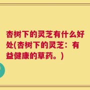 杏树下的灵芝有什么好处(杏树下的灵芝：有益健康的草药。)