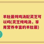 羊肚菌炖鸡汤配灵芝可以吗(灵芝炖鸡汤，享用营养丰富的羊肚菌)