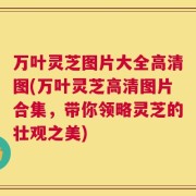 万叶灵芝图片大全高清图(万叶灵芝高清图片合集，带你领略灵芝的壮观之美)