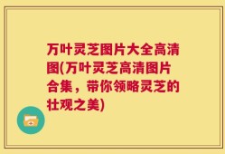 万叶灵芝图片大全高清图(万叶灵芝高清图片合集，带你领略灵芝的壮观之美)