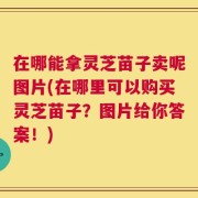 在哪能拿灵芝苗子卖呢图片(在哪里可以购买灵芝苗子？图片给你答案！)